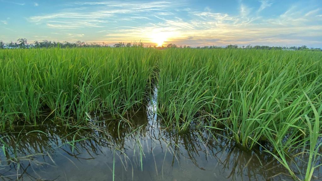 Fotografía de los arrozales del Delta del Ebro durante el atardecer.