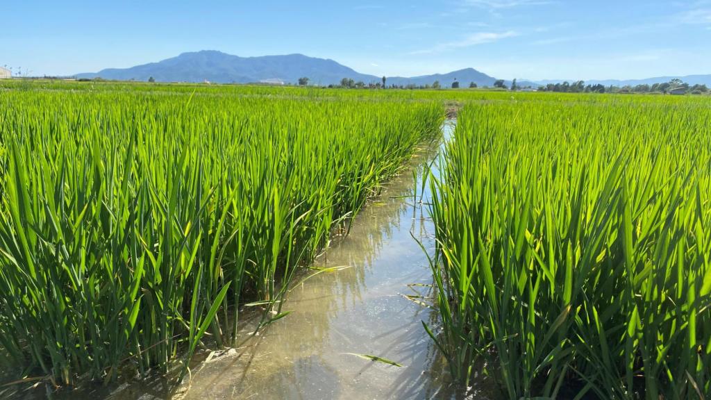 Fotografía del cultivo de arrozales.