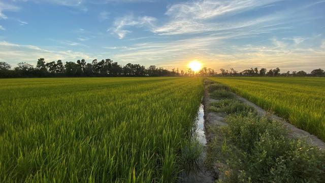 Fotografía de los arrozales del Delta del Ebro durante el atardecer.