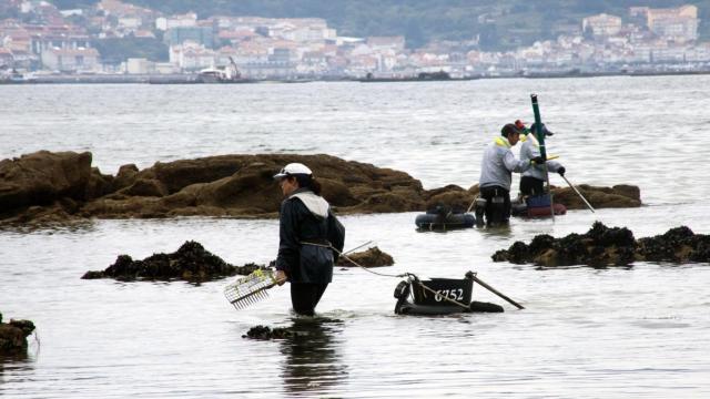 Grupo de marisqueros haciendo la recogida en Galicia.