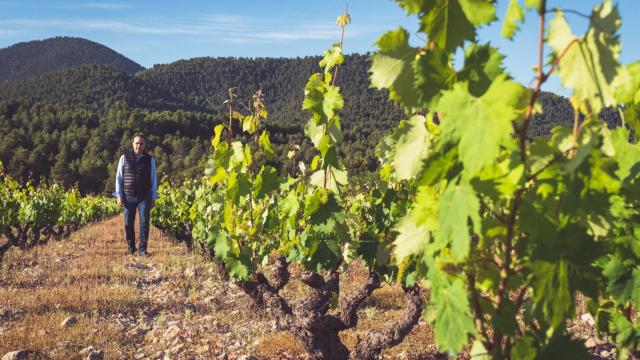 Un día con el 'Nariz de Oro' buscando la mejor uva monastrell