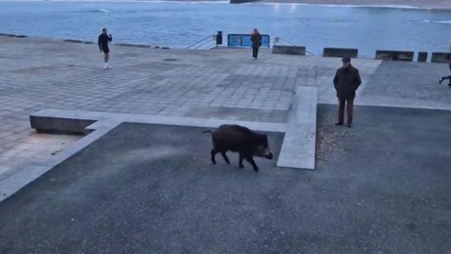 Un jabalí en Riazor esta tarde.