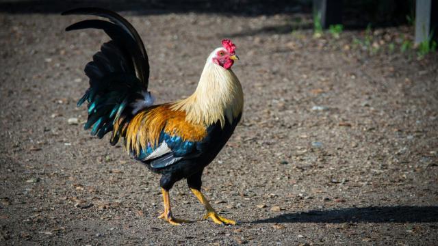 Un gallo, en una imagen de archivo.