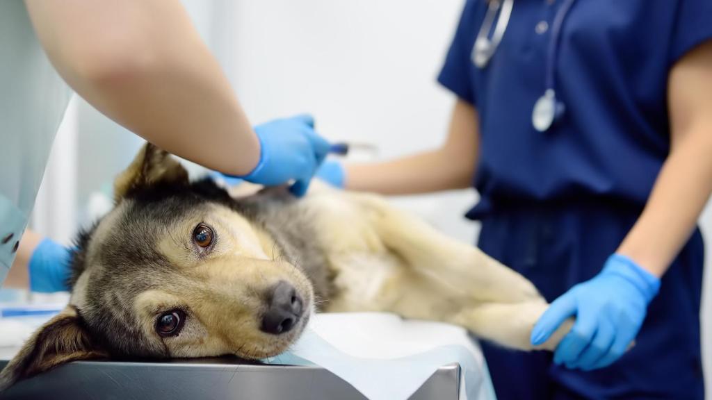 Imagen de archivo de un centro veterinario.