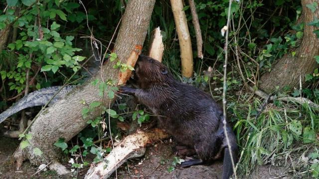 Un castor se alimenta de la corteza de un árbol junto al río Arga, en Navarra.