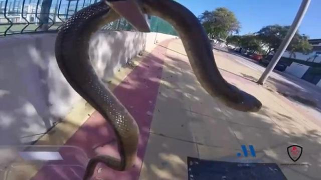 La serpiente cuando la han capturado.