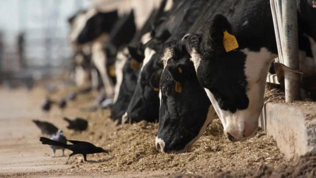 Vacas en una explotación lechera.