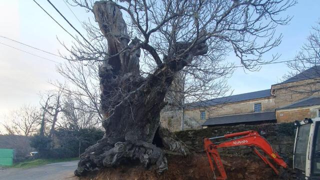 Imagen del árbol más longevo de Vime de Sanabria