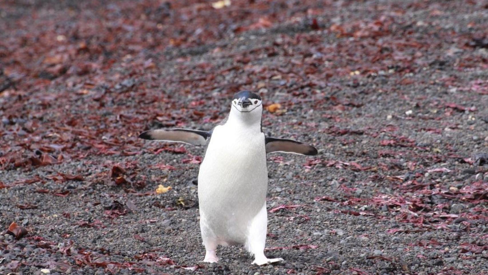 Un pingüino.