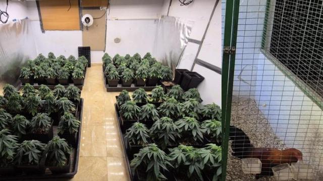 Una plantación de marihuana, intervenida por la Policía Nacional en el local de copas abandonado del Barrio de Mangas Verdes en Málaga, junto a uno de los gallos de pelea intervenidos.