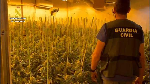 Imagen de archivo de la intervención de la Guardia Civil en un cultivo de marihuana.