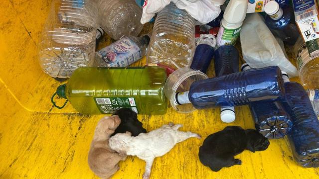 La Policía Local de Candeleda rescata a cuatro cachorros de un contenedor