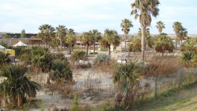 Las playas de Zaragoza ahora más parecidas a una selva tras el paso de los años y la falta de mantenimiento.