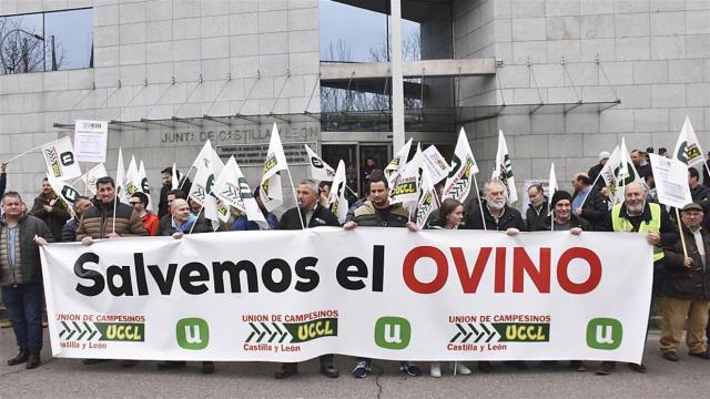 El sector del ovino de CyL se concentra frente a la Consejería de Agricultura, Ganadería y Desarrollo Rural