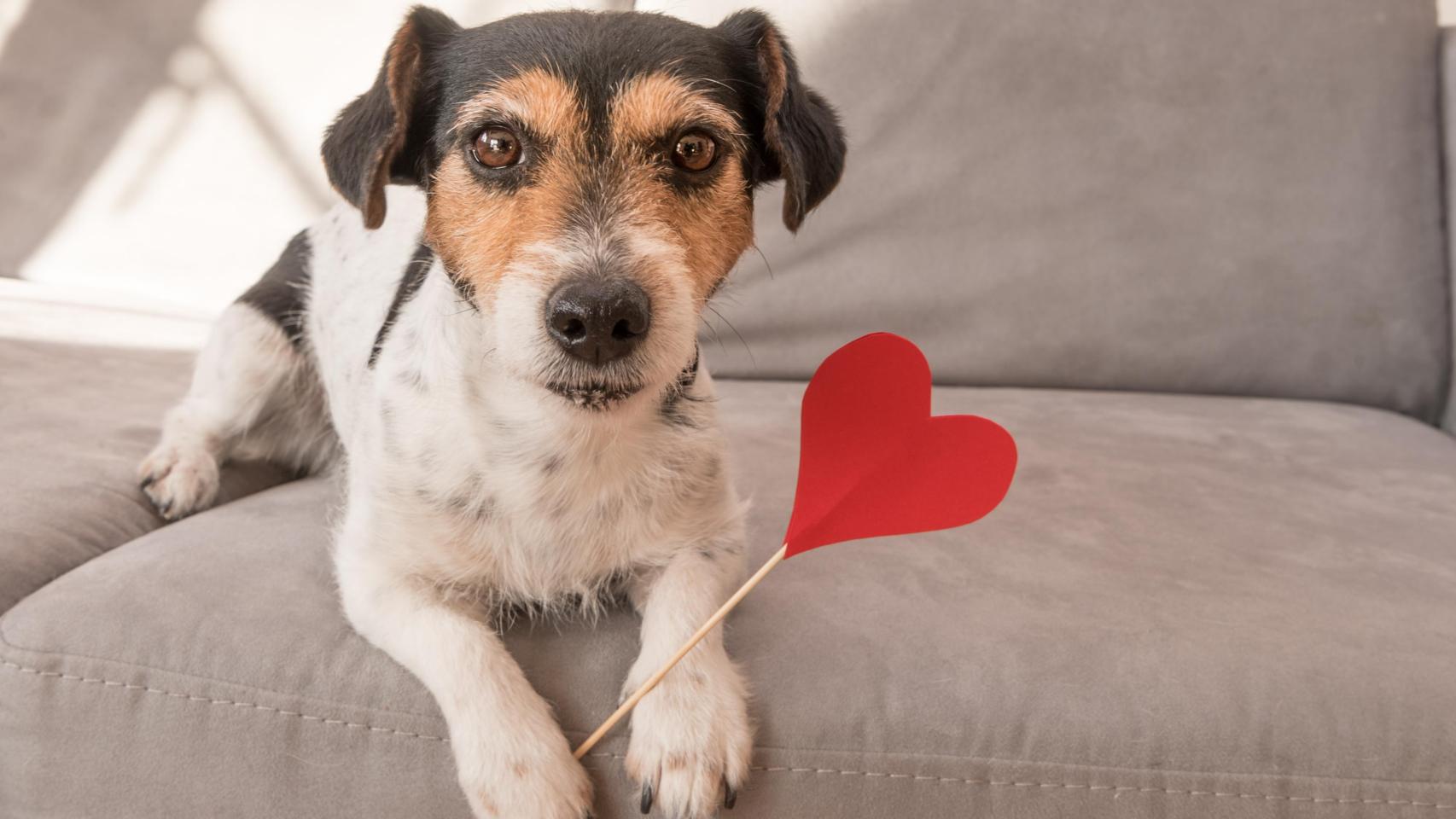 Imagen de archivo de un perro.