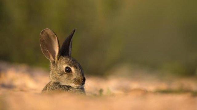 Imagen de archivo de un conejo salvaje.