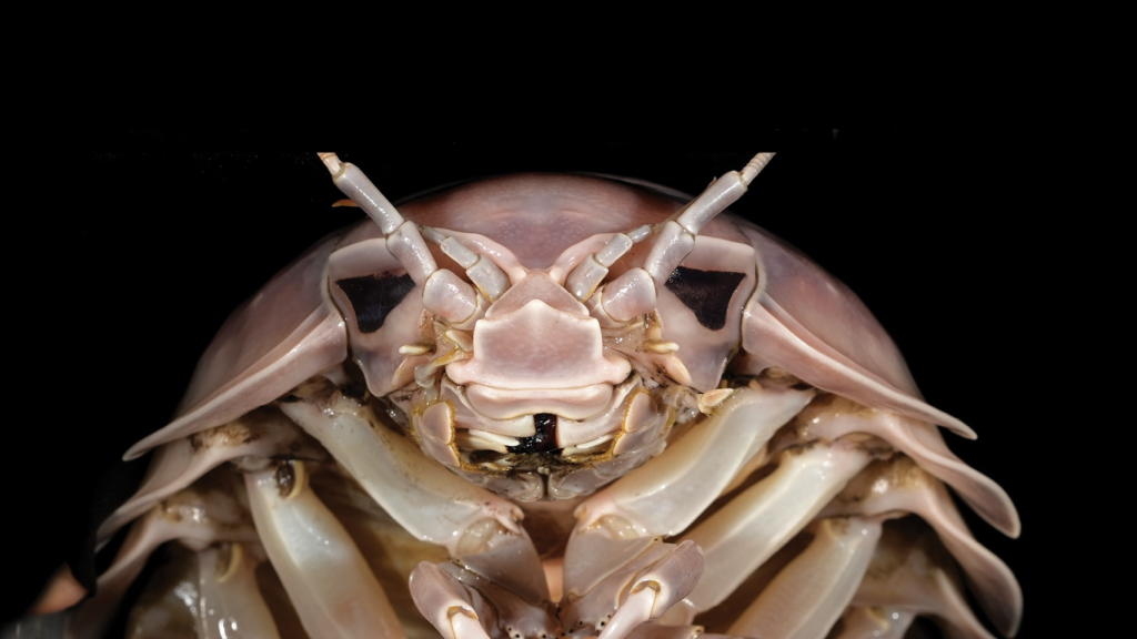 La cabeza de 'Bathynomus vaderi', el nuevo superbicho encontrado en el mar.
