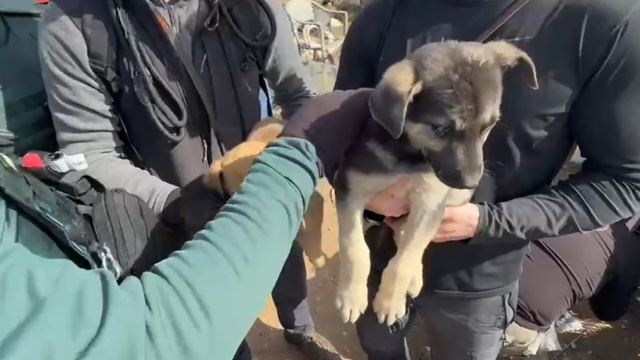 Cachorros liberados por la Guardia Civil en Quintanar de la Orden.