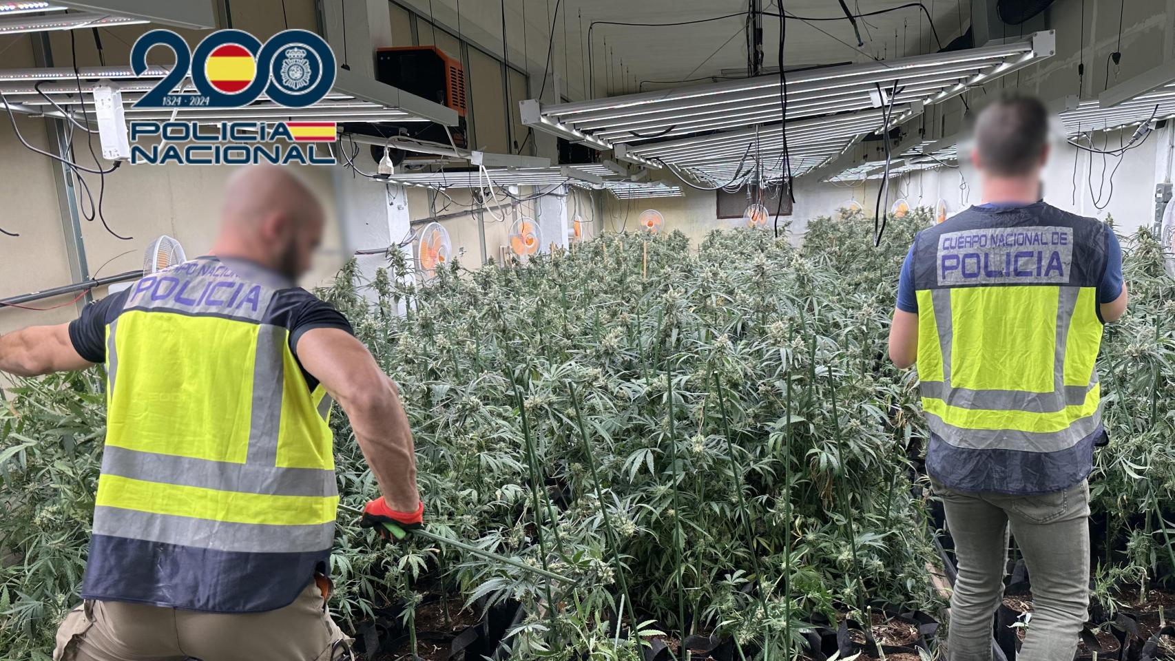 Desarticulada en Alicante una organización criminal que cultivaba marihuana en una nave industrial y dos chalets