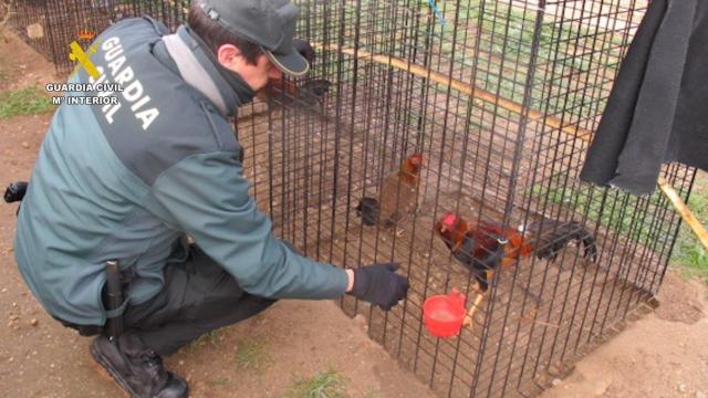 Rescate de un gallo de pelea, en una imagen de archivo.