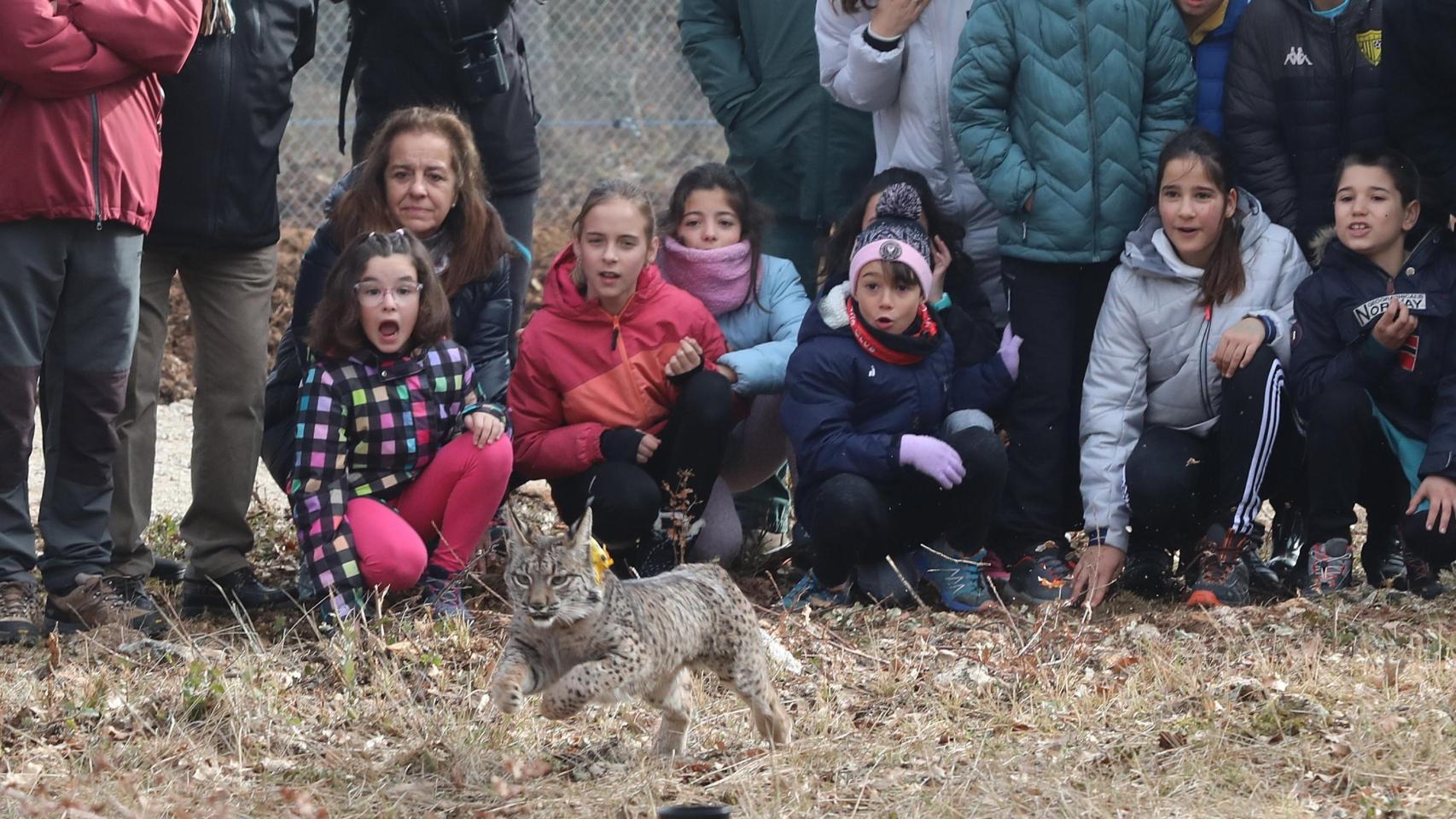 50 años después regresan linces a tierras de Castilla: un proyecto para generar empleo y fomentar el turismo