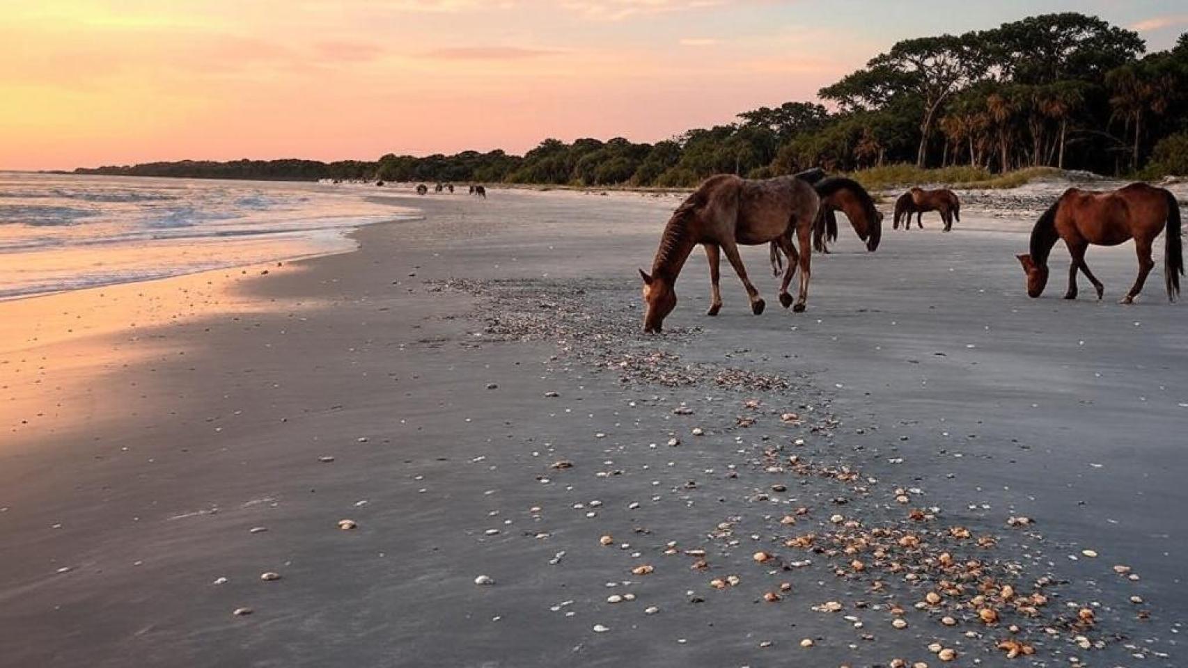 El mejor destino secreto de Estados Unidos: con playas vírgenes y caballos salvajes