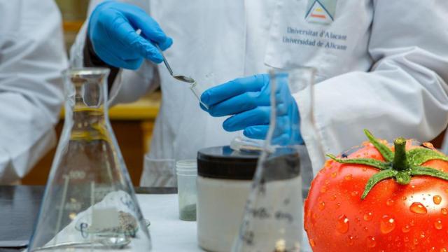 El equipo de la UA ha explorado la Posidonia oceanica como alternativa innovadora de sustrato de cultivo para el tomate.