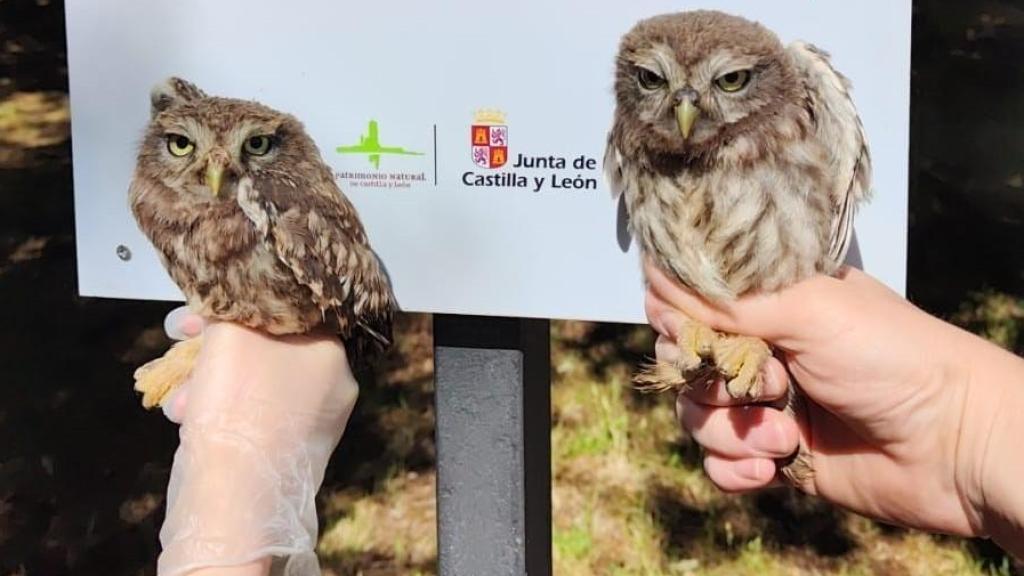 La Junta ampliará el Centro de Recepción de Fauna de Zamora: más de 100.000 euros para un mejor cuidado de los animales