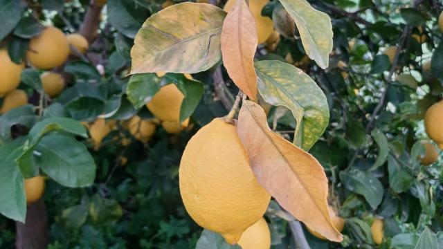 Así quedaron los limoneros tras la ola de frío en enero.