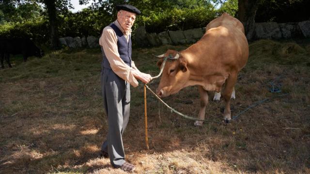 Imagen de archivo de un señor y una vaca en el monte