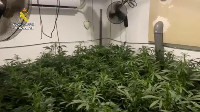Plantación de marihuana en una nave industrial de Sevilla.