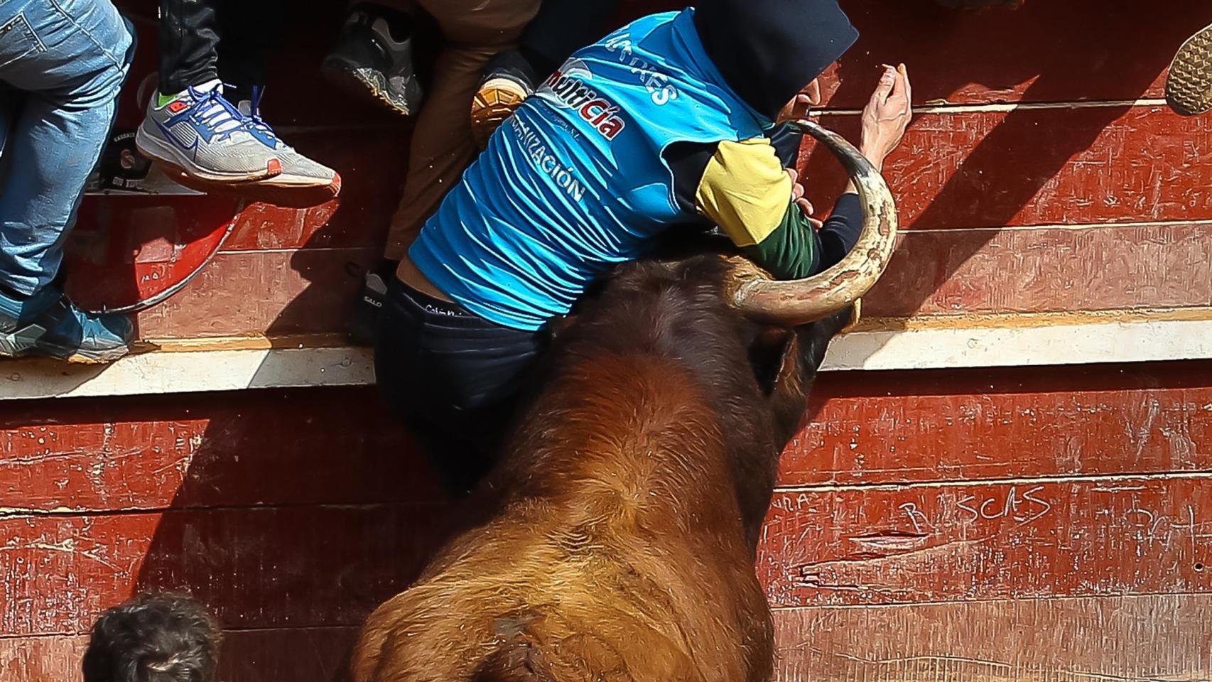 Cogidas en la capea del Carnaval del Toro de Ciudad Rodrigo el lunes