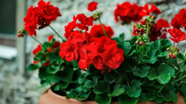 Geranios rojos en maceta adornando un jardín.