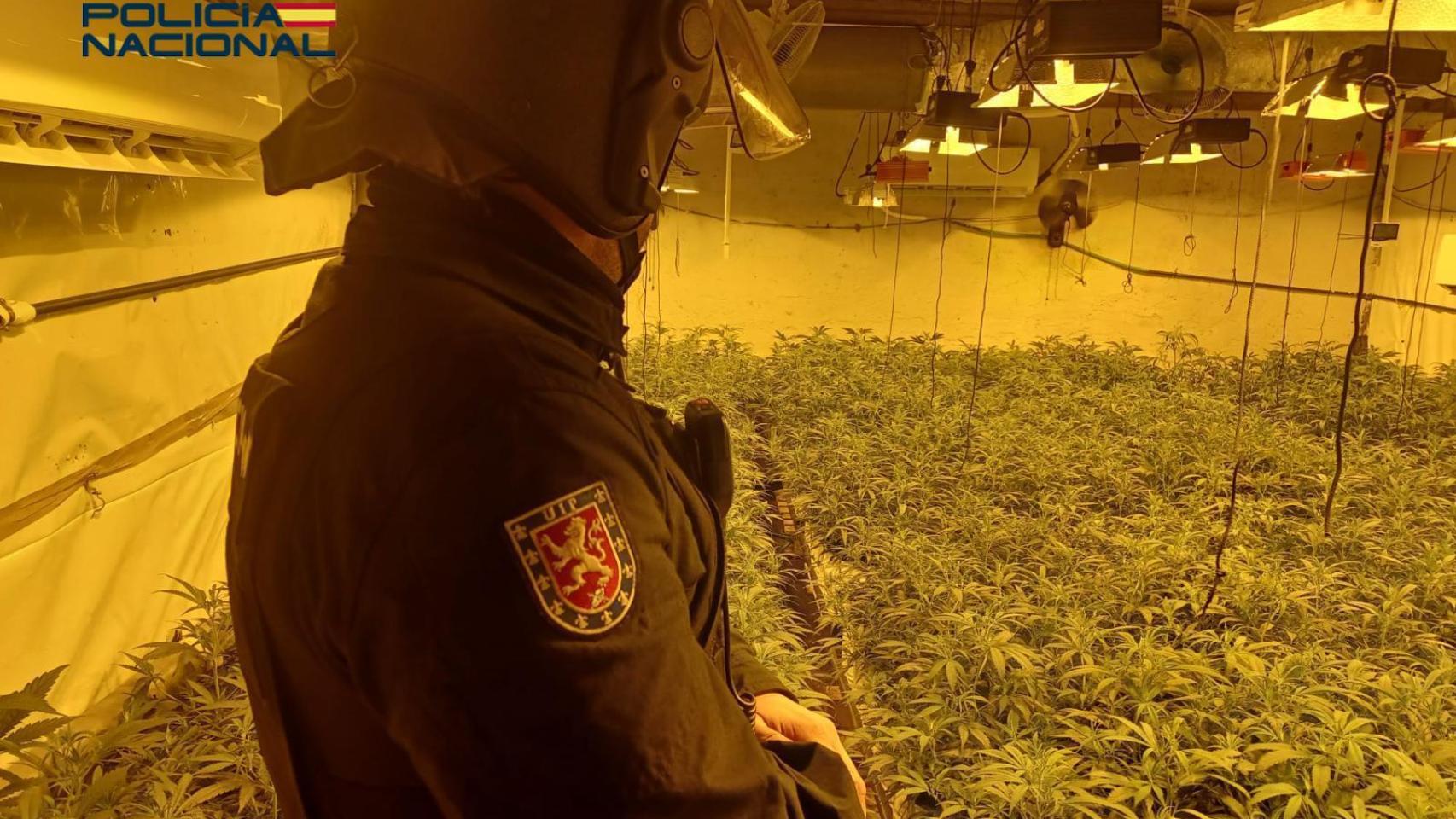 Macrooperación contra el narcotráfico junto al aeropuerto de Sevilla: incautan más de 3.000 plantas de marihuana