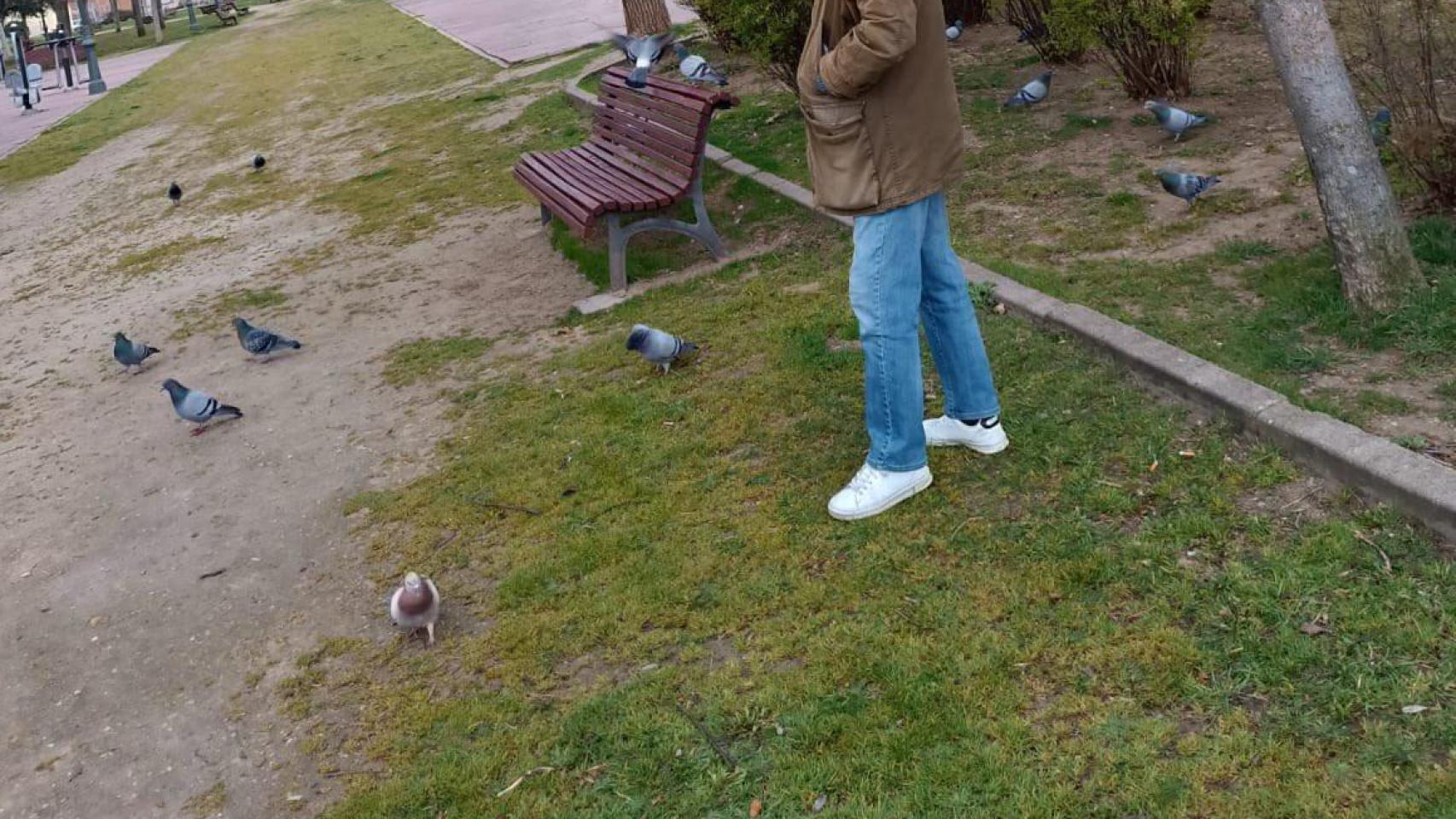 Denunciado por dar de comer a las palomas en un parque de Valladolid: polémica en redes por la decisión