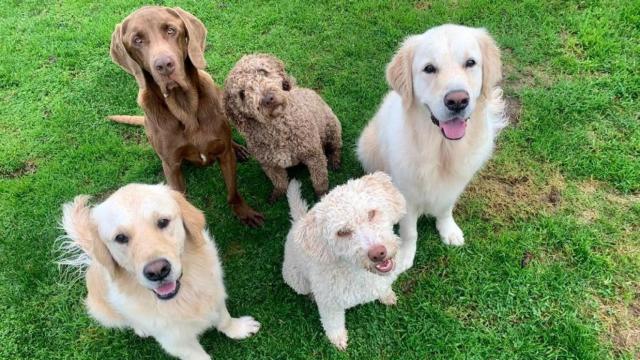 Perros de terapia.