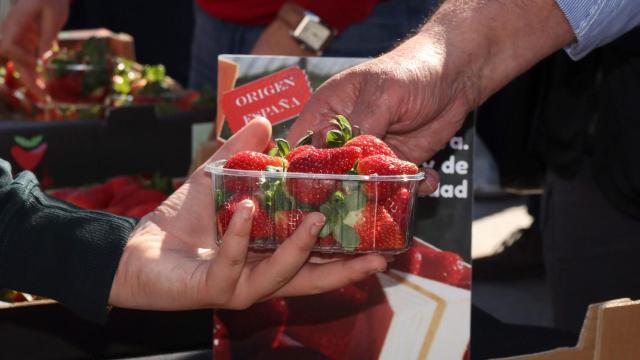 Reparto gratuito de tarrinas de fresas por parte de UPA