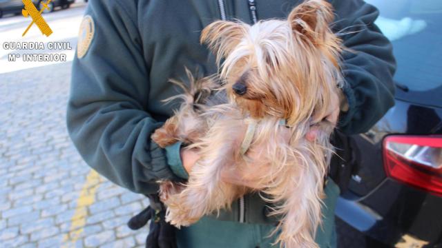 Imagen del perro que la persona había adoptado en Toledo y fue a colocarle el microchip en una clínica de Segovia