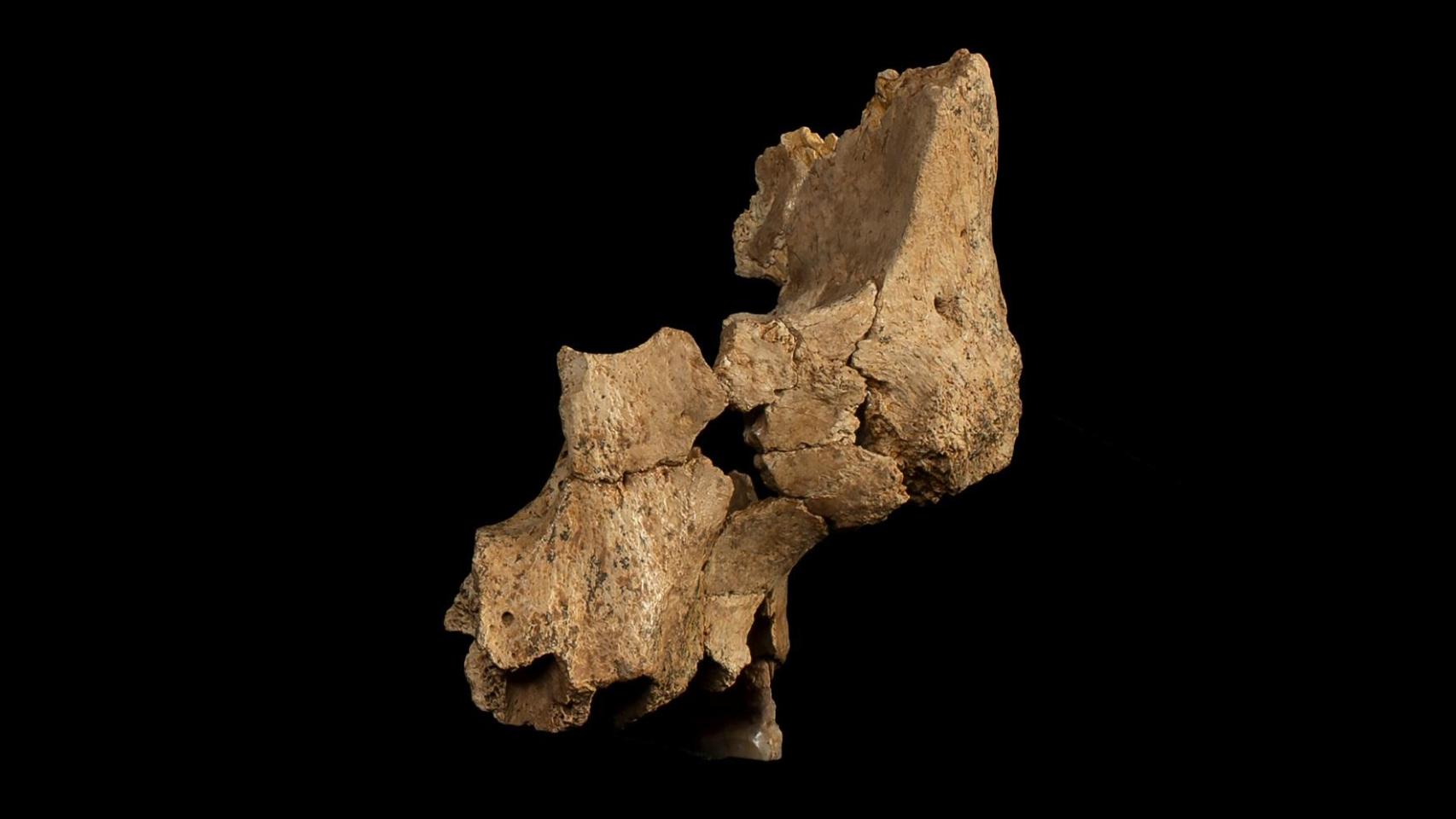 Atapuerca vuelve a reescribir la evolución humana: la cara de Pink cambia la historia de los primeros europeos