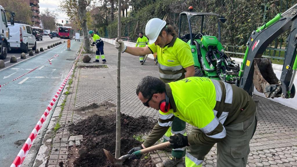 Campaña de plantación de árboles en la Avenida de la Borbolla.