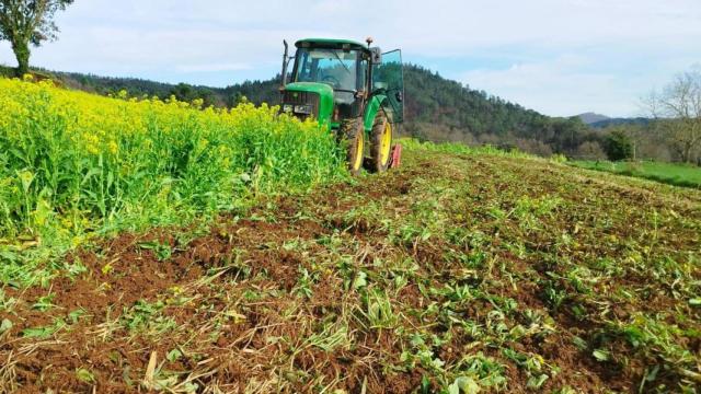 La panadería Acuña de Pontevedra aumenta su apuesta por su cultivo de trigo 100% gallego