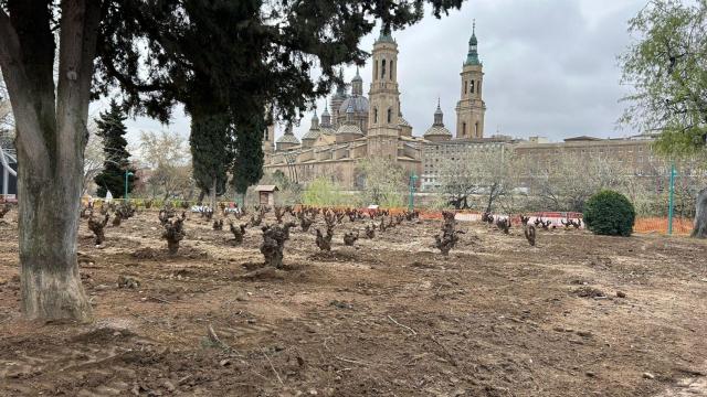 Los viñedos de Garnacha, en Zaragoza.