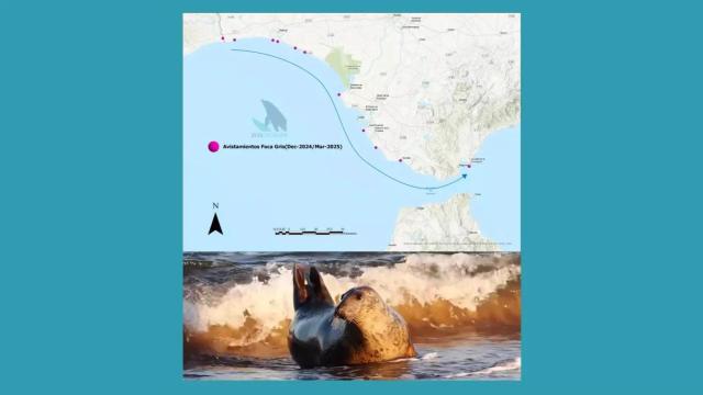 El viaje de la foca Carmela por diferentes puntos de la costa andaluza.