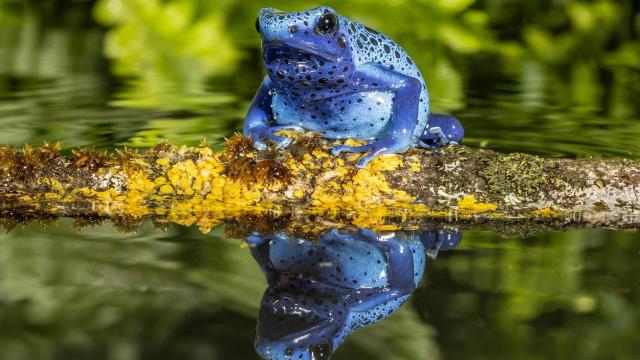 Imagen de archivo de una rana flecha venenosa azul.