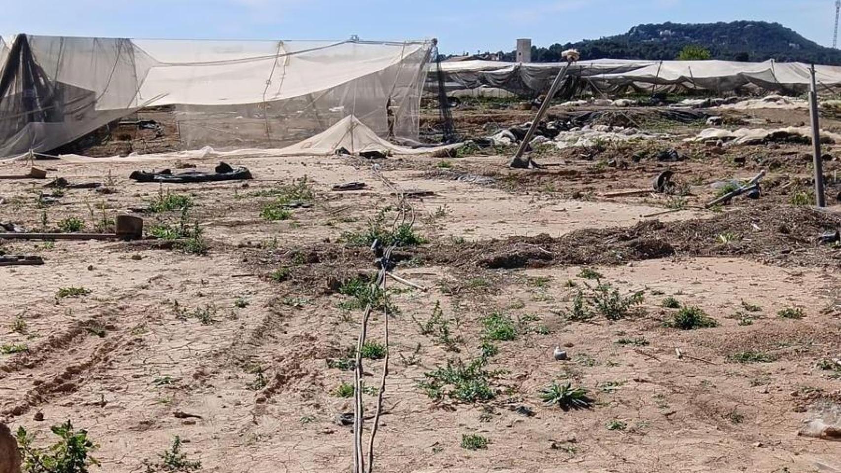 Denuncian robos "continuados" de hasta 150.000 euros en un vivero afectado por la dana en el municipio de Chiva