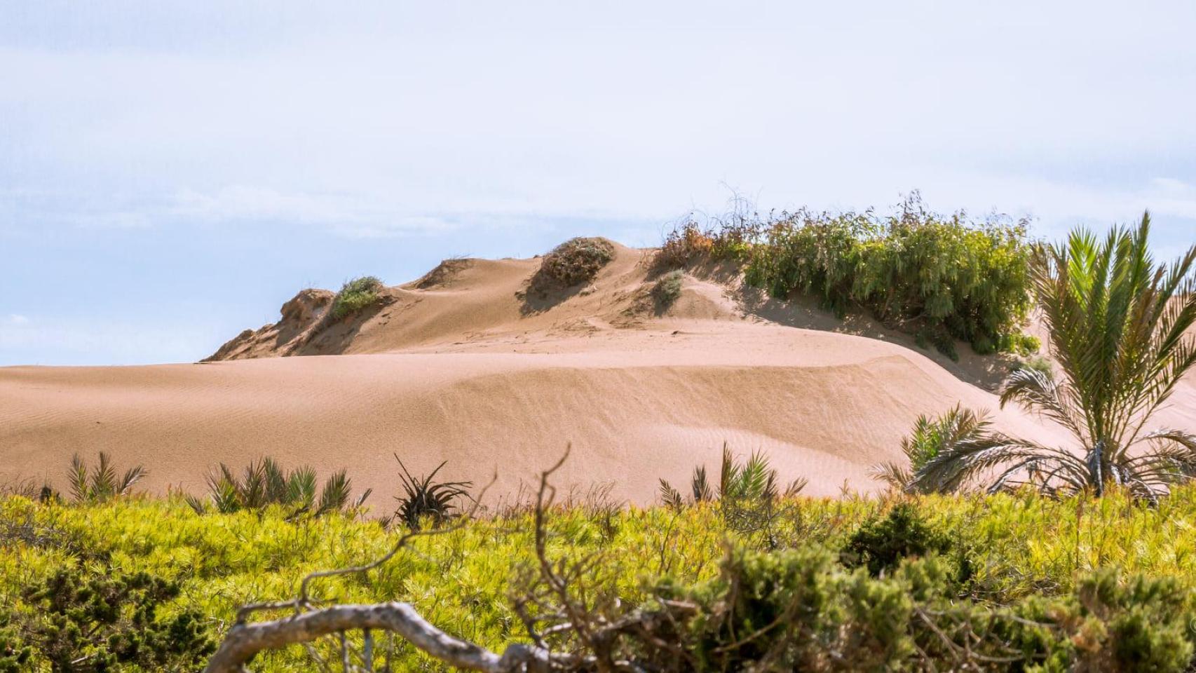Ni Tarifa Ni Canarias Alicante Tiene Sus Propias Dunas En Un Pueblo De ni-tarifa-ni-canarias-alicante-tiene-sus-propias-dunas-en-un-pueblo-de