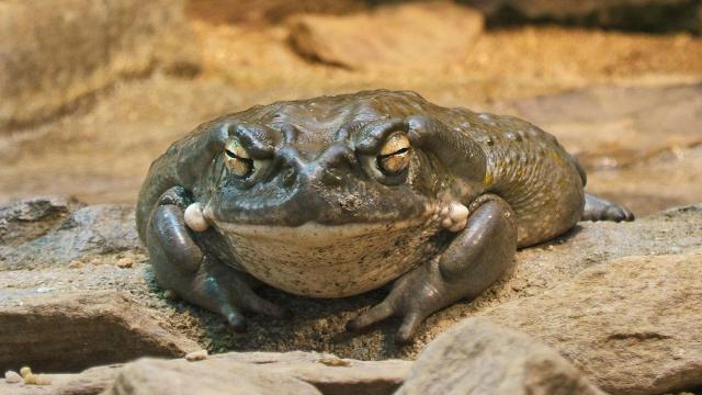 Un ejemplar de Incilius alvarius, anteriormente conocido como Bufo alvarius.