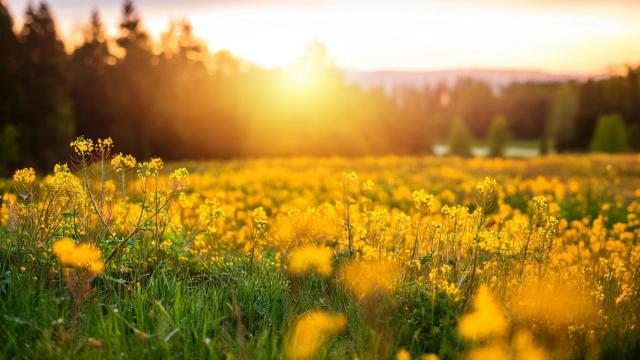 Puesta de Sol en un campo