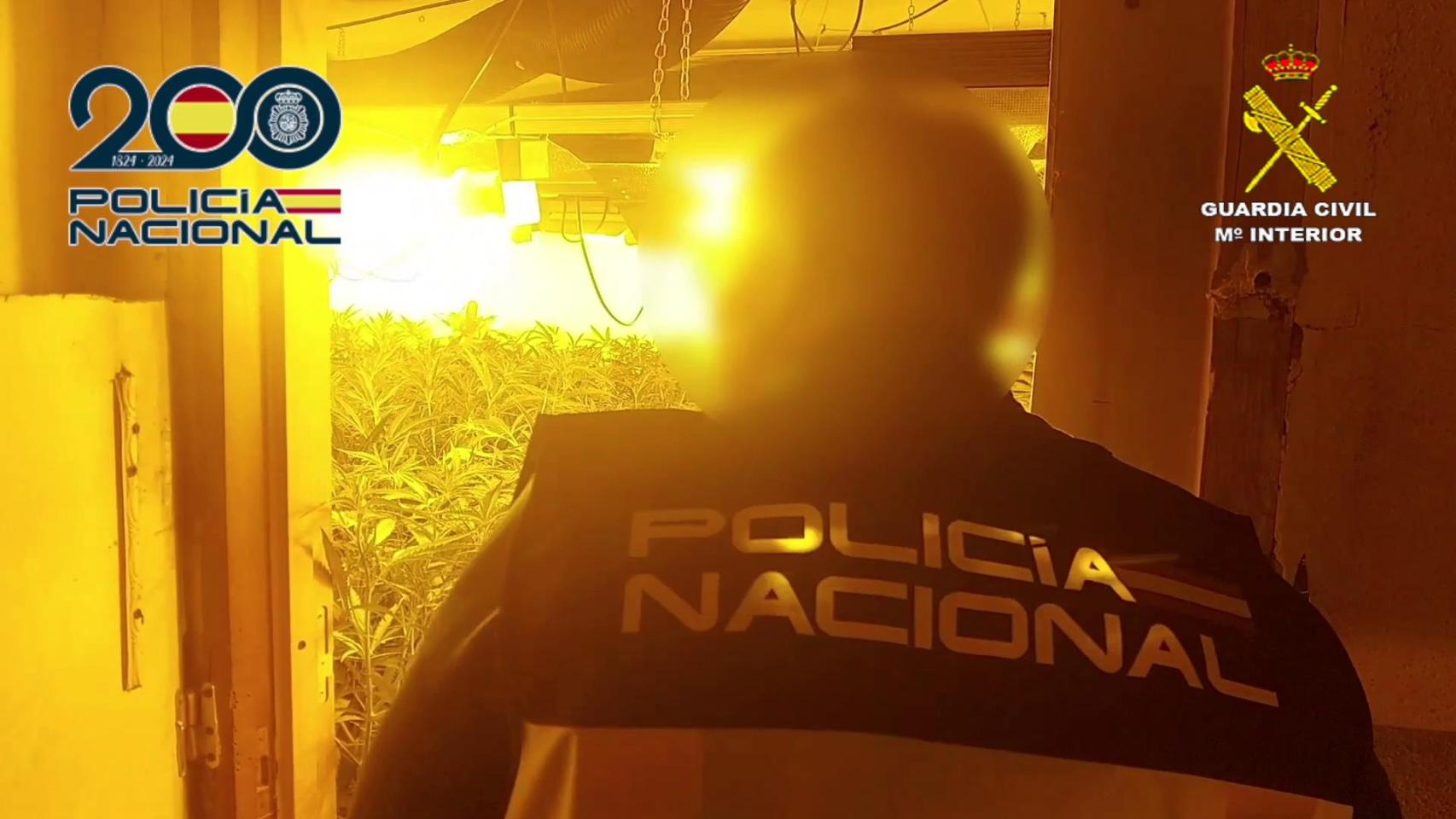 La Policía Nacional y la Guardia Civil desmantelan una organización de cultivo y venta de marihuana en Millena