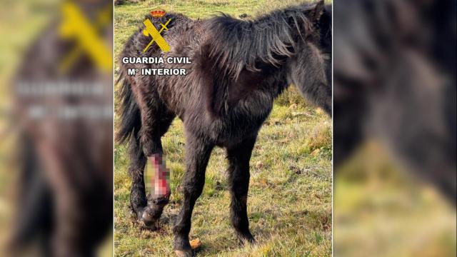 Imagen del potro que ha tenido que ser sacrificado en la provincia de Burgos